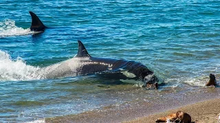 Orca Sneak Attacks