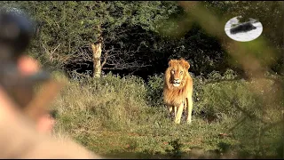 Lion charge on hunters - hunting in  South Africa - Big five hunting