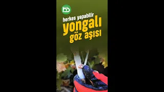 Sende Yapabilirsin. Yongalı Göz Aşısı #shorts.