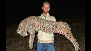 This Giant Bobcat Was Killing Our Livestock!