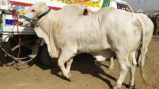 Most Beautiful And Heavy Bull In Multan Cow Mandi | Qurbani 2021 | | SS Tv |
