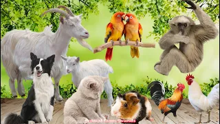 Animal Sounds: Cow, Dog, Cat, Parrot, Goat, Chicken - Familiar Animals