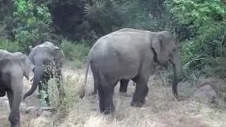 Aggressive elephants at wasgamuwa national park of Sri Lanka