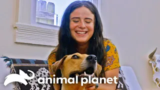 Valentina's Heartwarming Journey to Her Forever Home | Pit Bulls and Parolees | Animal Planet