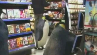 March of the Penguins DVD Store Commercial