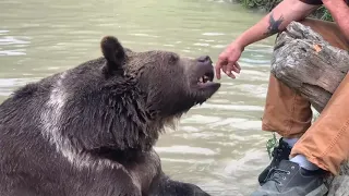 Great video of Leo and Jim, you can even see some bear teeth in this one! Leo is such a character!