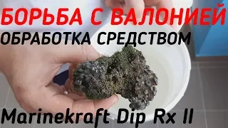 Борьба с валонией.  Обработка средством DIP Rx II Marinekraft.