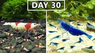Breeding Shrimp For Profit - 100 Day Challenge. Caridina VS Neocaridina