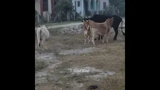 Cow Natural Mating Village Animals