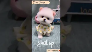 Tik Tok Chó Phốc Sóc Mini | Funny and Cute Pomeranian Videos #1 ~ Cún cưng | #Shorts