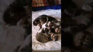 мимимишечки. сибирские котята. возраст 14 дней. siberian kittens. 14 days old