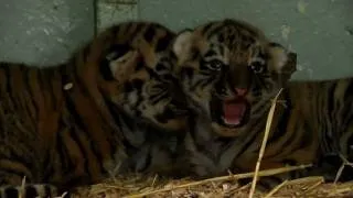 Nyfödda tigerungar på Kolmården
