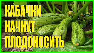 СРОЧНО ДАЙТЕ ЭТО КАБАЧКАМ И ИХ УРОЖАЙ ВАС УДИВИТ!