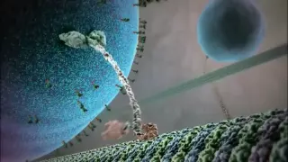 Kinesin protein walking on microtubule