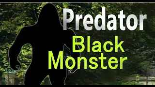 Scary "Black Monster" PREDATOR True Encounter