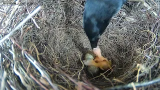 210530 magpie nest, some die young