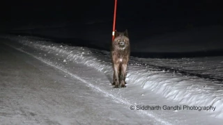 Yellowstone Wolf Encounter