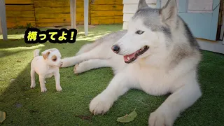 ハスキー犬に構って欲しいのに無視されて怒った子犬が可愛すぎた