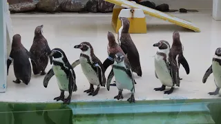 小樽名物ペンギンショー・おたる水族館