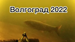 Подводная охота Волгоград 2022. Амуры на Волге в Завалах Топляка.