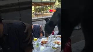 Black bear crashes family picnic in Mexico