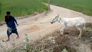 Kids playing with a  donkey style...