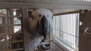 Chico Nazi spy, African Grey