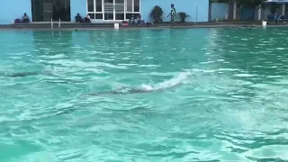 PART 2 !!! Drill Belajar Berenang Gaya Kupu - Kupu di Kolam Renang 50 Meter