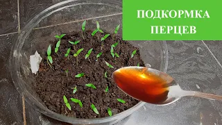 Подкормка ПЕРЦЕВ по Бабушкиному методу. Увеличение перцев и укрепление рассады.