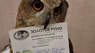 Examination by the veterinarian of the owl Yoll. The inner world of an outraged owl