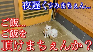 必死にご飯をおねだりする野良子猫の鳴き声が可愛すぎる【野良子猫の威嚇】