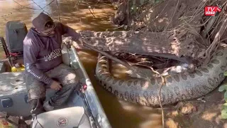 This Person Discovered the Biggest Snake in the World!! Giant Anaconda in the Amazon River