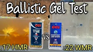 CCI Gamepoint .17 HMR vs .22 WMR .22 Magnum Ballistic Gel Test