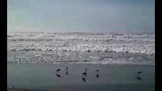 Seabirds @ Ocean Beach