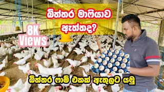 බිත්තර Farm එකක් ඇතුලට යමු | Inside of Egg Farm Sri Lanka