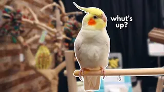 Watch Me Survive My Crazy First Week with Clyde the Cockatiel!