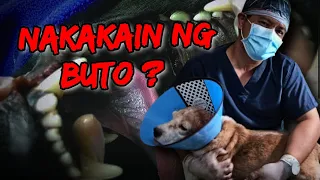 Ang Paliwanag Kapag Nakakain Ng Buto ang Aso Mo ~ Hayop na Doktor ~ Veterinarian in the Philippines