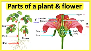 Parts of a plant & flower 🌷| Anatomy & function | Learn with pictures