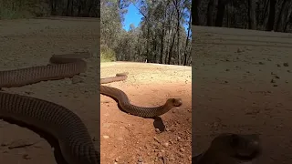 eastern brown snake jumps into the air #viral #shorts #snake #trending #trendingshorts