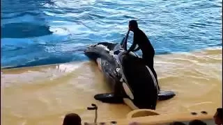 Killer Whale and Dolphin Show
