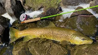 Australian wild brown trout. Fly fishing Tasmania & tips Catching them using Stu's Superior Flies.