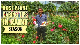 How to Save your Rose Plants in Rainy Season 🌹