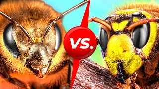 Abejas vs. avispones gigantes. ¿Quién ganará?