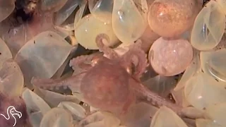 Octopus Birth and Why Octo Moms Are The Best | The Dodo