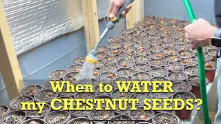 When to water Chestnut Seeds!!