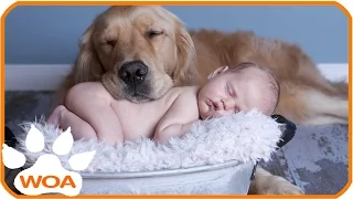 Baby & Golden retriever always best friend Babies need warm hugs from huge dog