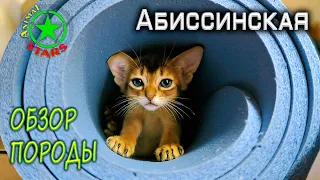 Абиссинская кошка - Обзор породы