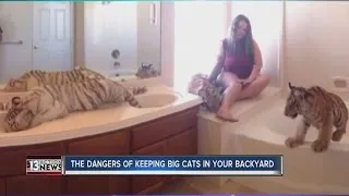 The dangers of keeping big cats in your backyard