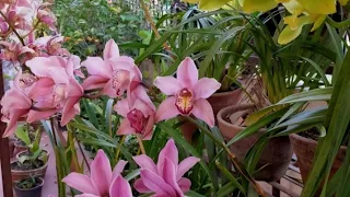 Cymbidium Orchids (Sunakhari phul), A Complete Care tips and Guides..