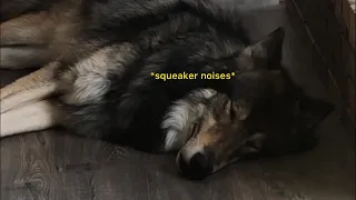 The Laziest Wolf Howls